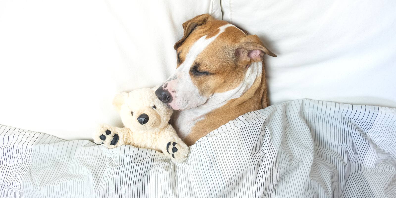 info-1600-800 info-1600-800